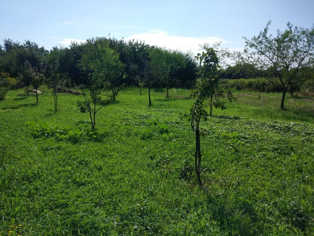 Botanical garden from the time of family Zrinski 